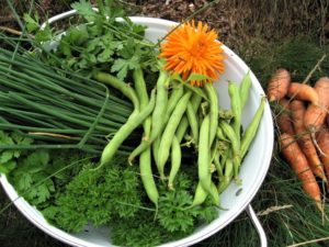 Liste over innhold av salisylsyre og aminer - grønnsaker fra kjøkkenhagen på hytta